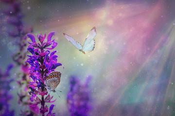 Obraz na płótnie Canvas Floral spring natural landscape with wild pink lilac flowers on meadow and fluttering butterflies on blue sky background. Dreamy gentle air artistic image. Soft focus, author processing.