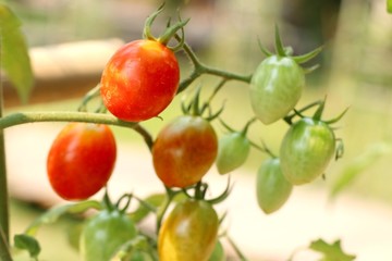 Branches of cherry tomato