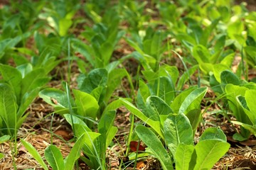 Early cabbage in farm