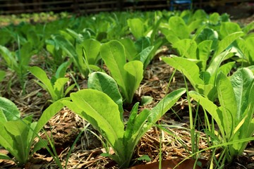 Early cabbage in farm