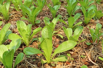 Early cabbage in farm