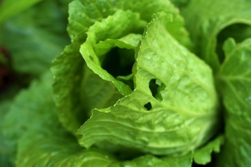 Early cabbage in farm