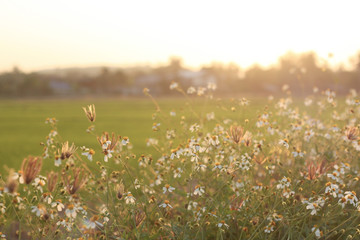 Grass flower in the meadow.