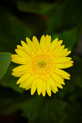 yellow flower
