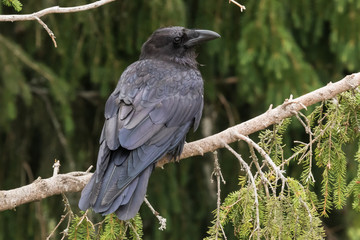 Raven resting on a branch against a dark background