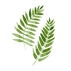 Green Fern. Hand drawn watercolor illustration isolated on white background. Vector