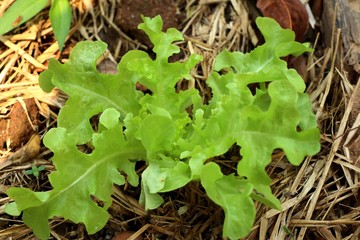 Early lettuce in farm