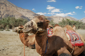 Camel in Nubra Valley, Ladakh, India.