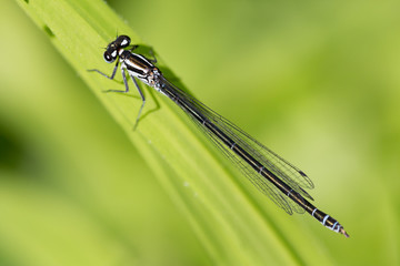 blue-tailed damselfly (ischnura elegans) sitting on green leaf