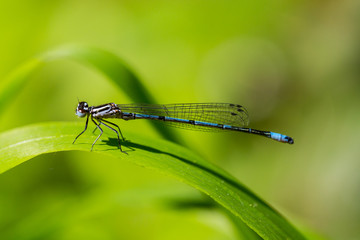 portrait azure damselfly (coenagrion puella) on green leaf