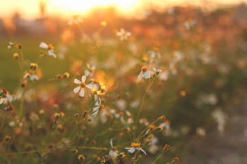 Grass flower in the meadow.