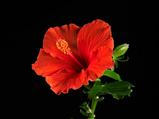 Close up of red Hibiscus rosa syriacus on a black background