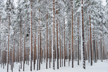 the winter in Lapland, Norrbotten, north of Sweden, frozen trees with snow