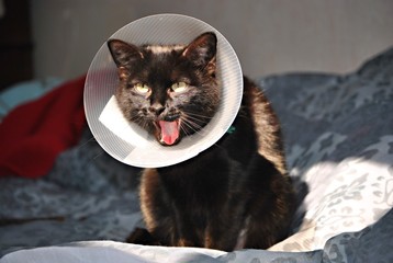Chat