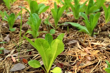 Early cabbage in farm