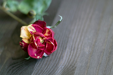 red rose on wooden background