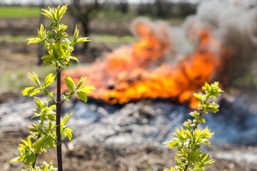 a young maple in the fire