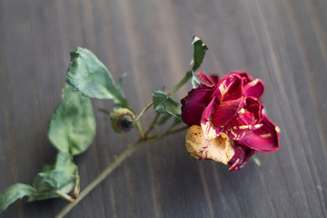 red rose on a black background
