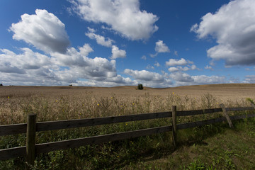 Fototapeta na wymiar Endless field of rye with beautiful sky