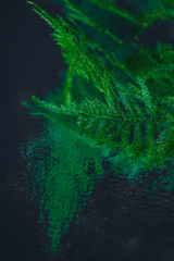 Green plants on the mirror