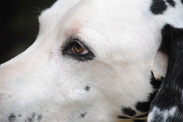 Dalmatien regard