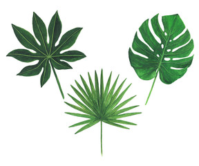 Tropical leaves watercolor illustration botany set of monstera palm  © Ирина Шишкова