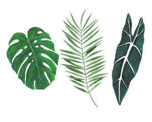 Fototapeta na wymiar Tropical leaves watercolor illustration botany set of monstera palm 