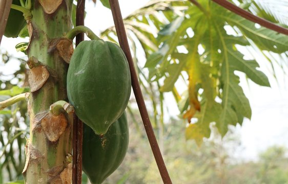 Papaya tree in nature