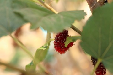 mulberry on the branch