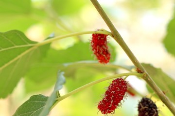 mulberry on the branch