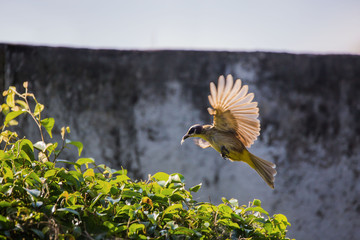 yellow vented bulbul birds rotate in watching the nest and feeding with insects two newborn squab,...