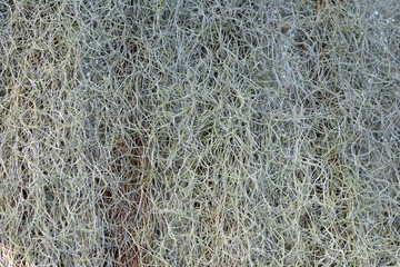 Tillandsia Usneoides Spanish Moss Airplant capable of absorbing ambient humidity without roots background