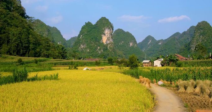 Aerial view of Vietnam landscapes. Yellow rice field in village at Cao Bang, Vietnam. Royalty high-quality free stock video footage of beautiful yellow rice fields prepare the harvest in valley