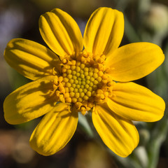 Wooly Sunflower (Eriopyllum lanatum) detail.
