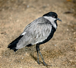 Spur-winged lapwing. Latin name - Vanellus spinosus