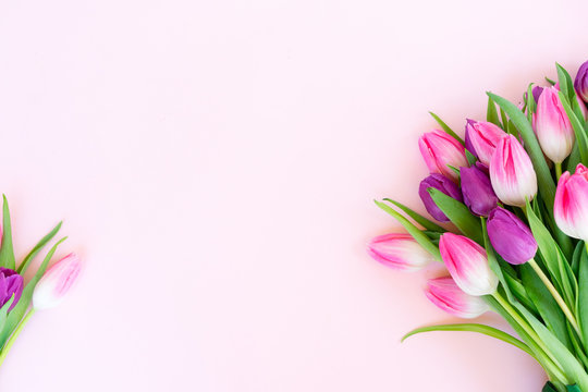 Pink Fresh Tulips