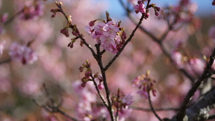 Sakura(Cherry blossom), Shimoda, Izu Peninsula, Shizuoka, Japna