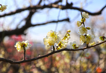 【日本の春】八重梅の花（白梅）