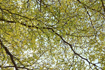 Green leaves on the sky