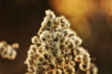 Fototapeta premium Makroaufnahme Pollen