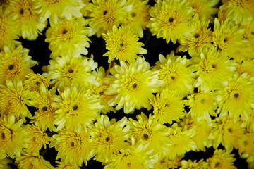 Yellow chrysanthemum background 