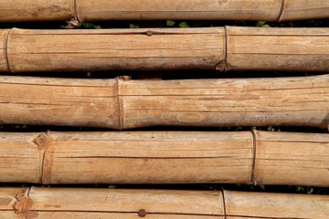 Bamboo background in nature