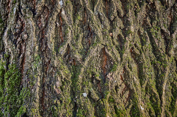 Red oak bark overgrown with green moss. The bark is brown with a gray tinge and green moss. Carved bark texture. Close-up. Nature concept for design