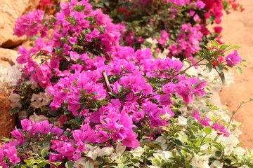bougainvillea flowers in tropical