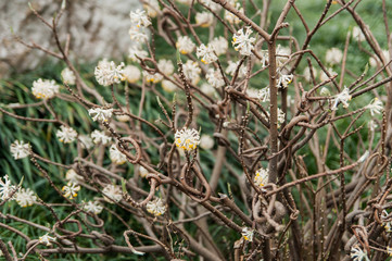 oriental paper bush flower, Paper material 