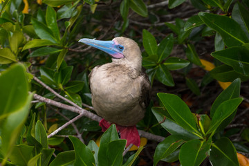 A close up of an adult Red Footed Booby