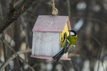 A small yellow tit sits on a yellow bird and squirrel feeder house from plywood in the park