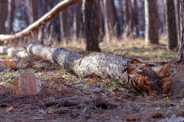  Fallen tree