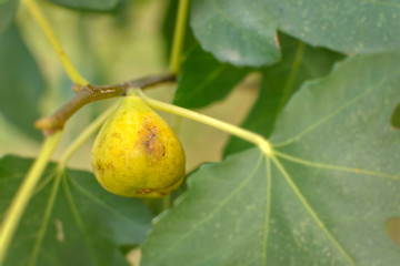 Big yellow raw figs on the branch of a fig tree