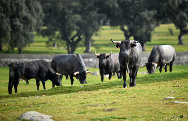 toro en el campo